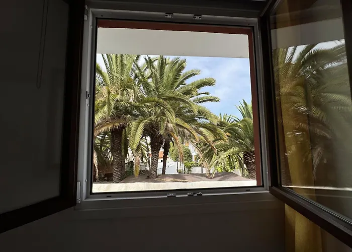 Phoenix Canariensis