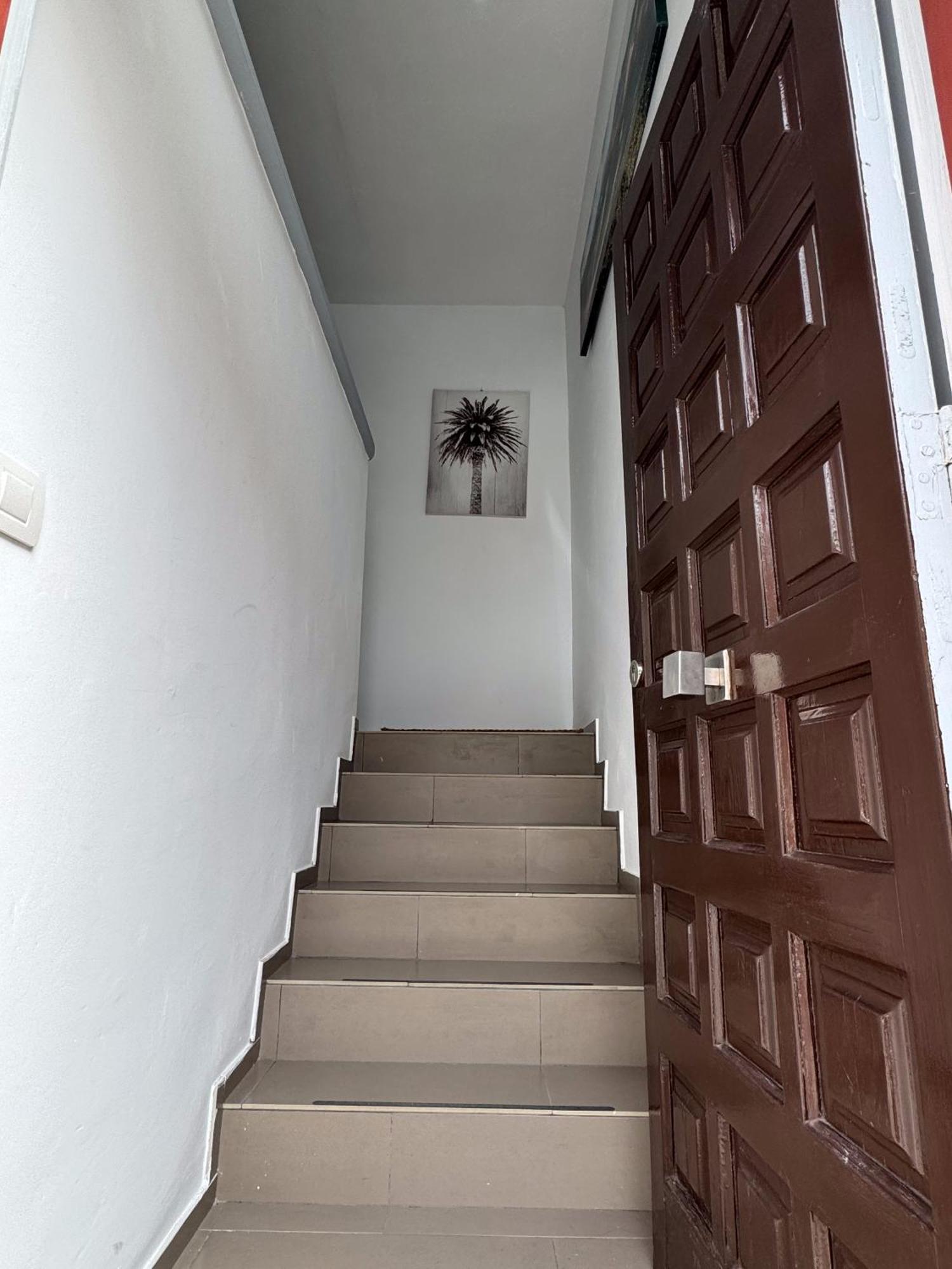 Phoenix Canariensis Apartamento